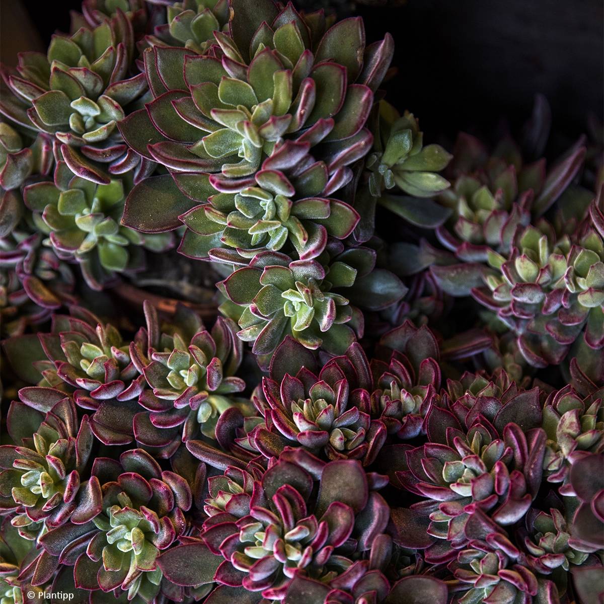 Promesse de Fleurs - Echeveria hybride Devotion Pot de 3L/4L