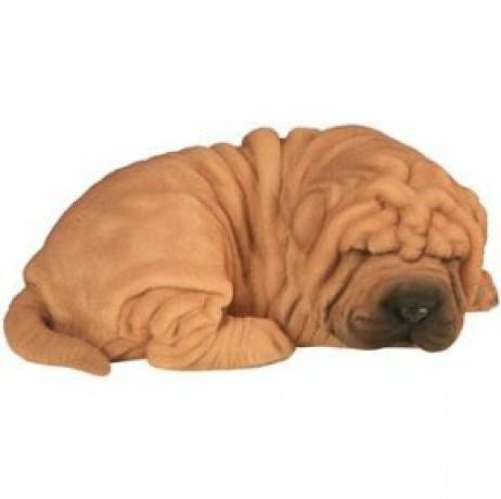 Riviera - Shar Pei bébé dormant