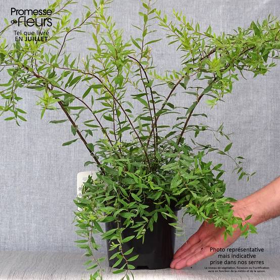 Spiraea cinerea Graciosa-Spirée dentelée Pot de 2L/3L - Image 2