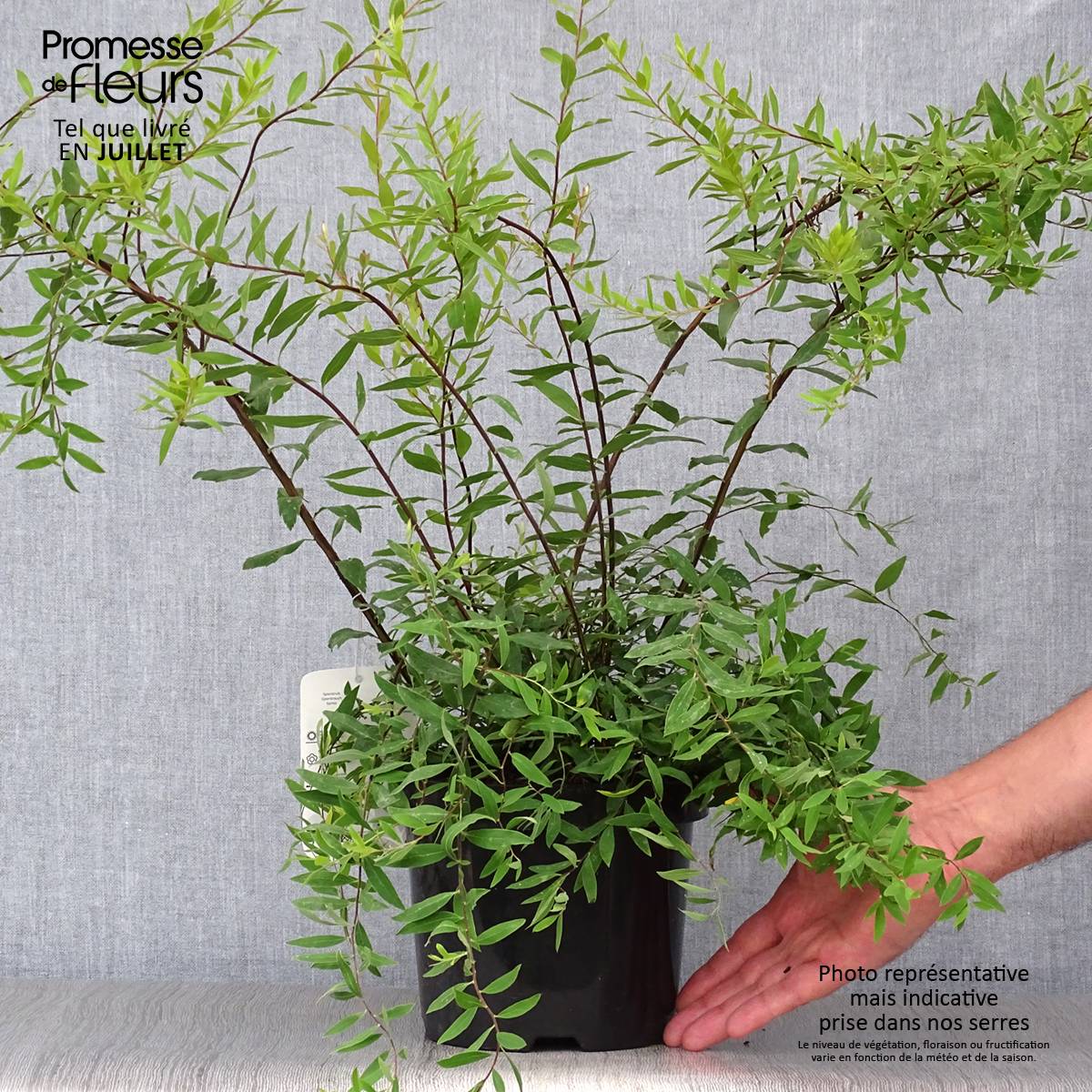 Spiraea cinerea Graciosa-Spirée dentelée Pot de 2L/3L - Image 2