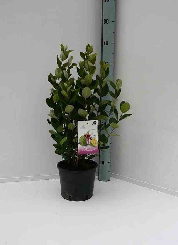 Sans Marque - Acca sellowiana (ananas feijoa ou goyave)  Pot de 3 litres - 30/40cm - Image 3