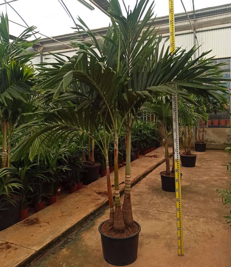 Sans Marque - Acca sellowiana (ananas feijoa ou goyave) Pot de 3 litres - 30/40cm - Image 5