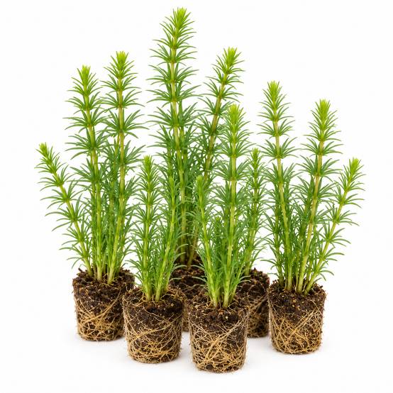 Pesse d'eau - Hippuris vulgaris - 12 plantes - Image 1