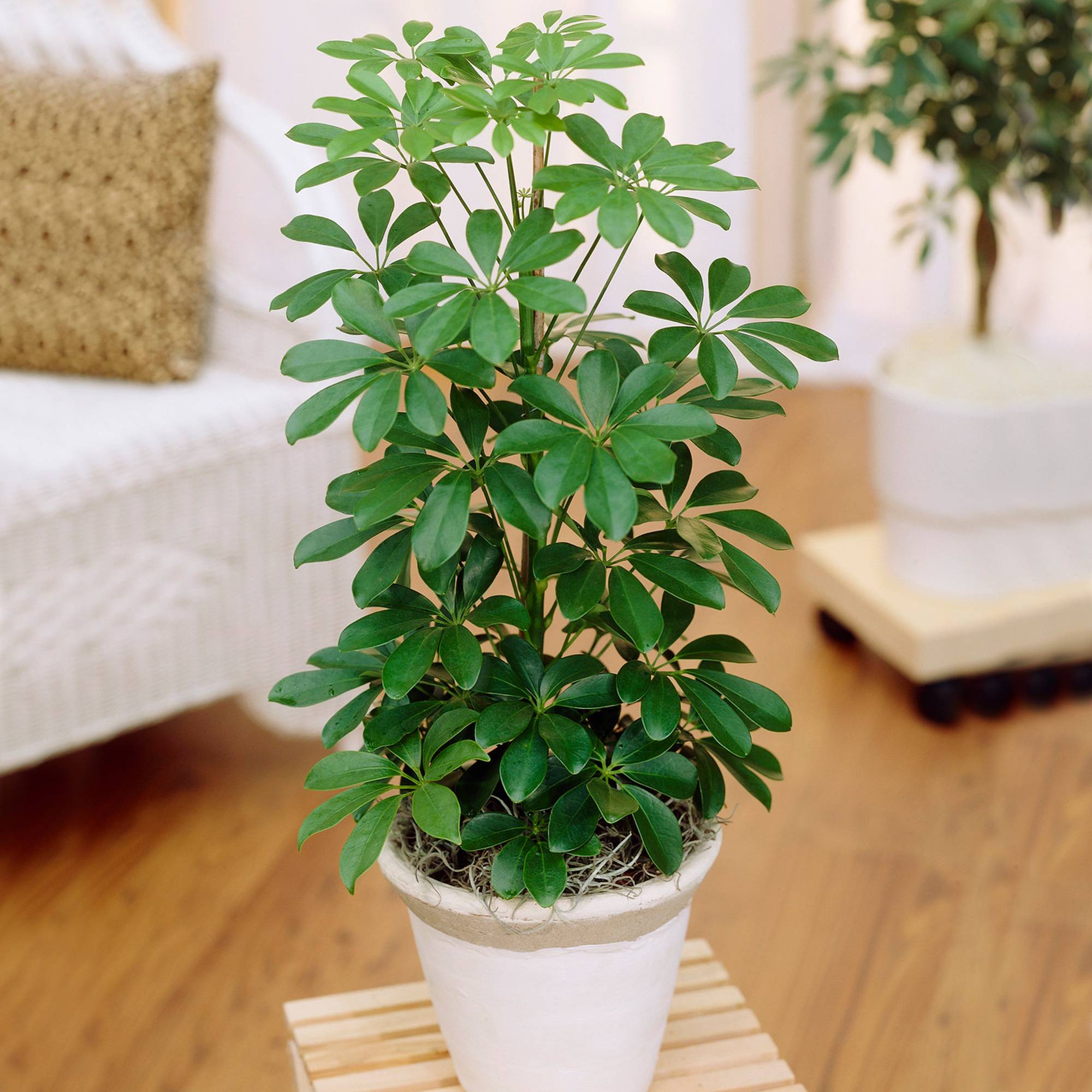 Gardenersdream - 1 X Schefflera Nora - Plante Parapluie Naine | Plante D'Intérieur Compacte De Qualité Supérieure À Vendre | 40-50Cm Avec Pot - GardenersDream