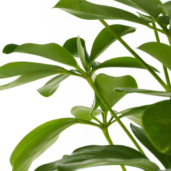 Gardenersdream - 1 X Schefflera Nora - Plante Parapluie Naine | Plante D'Intérieur Compacte De Qualité Supérieure À Vendre | 40-50Cm Avec Pot - GardenersDream - Image 3