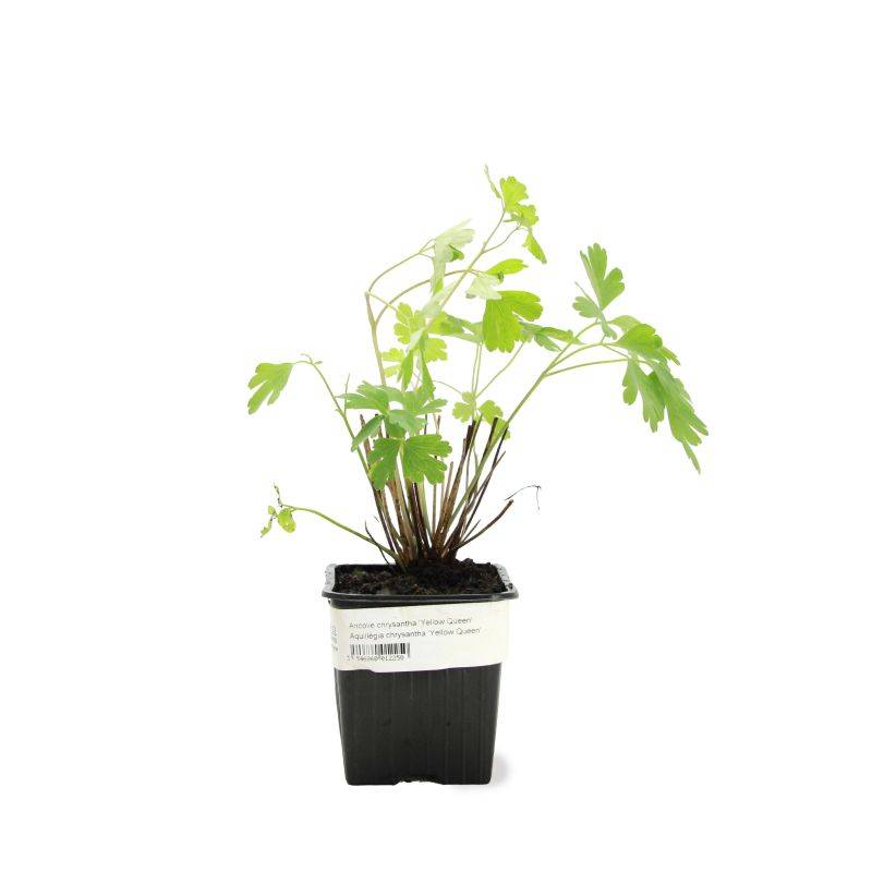 3 Ancolies Chrysanta 'Yellow Queen' (Aquilegia Chrysanta 'Yellow Queen') - Lot de 3 vivaces - Pépinières Naudet - Imagen 2