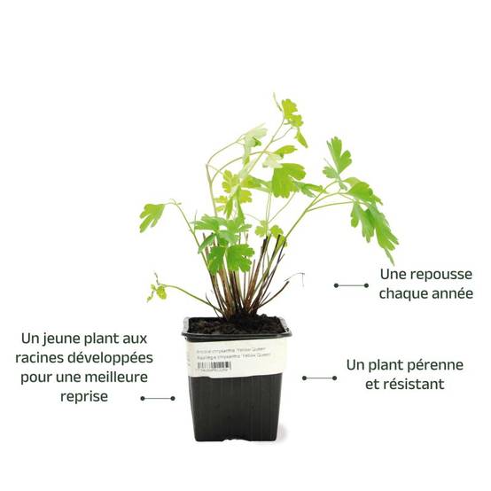 3 Ancolies Chrysanta 'Yellow Queen' (Aquilegia Chrysanta 'Yellow Queen') - Lot de 3 vivaces - Pépinières Naudet - Image 3