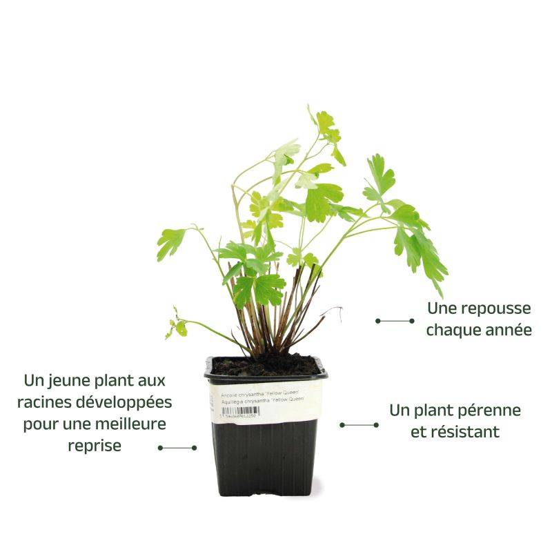 3 Ancolies Chrysanta 'Yellow Queen' (Aquilegia Chrysanta 'Yellow Queen') - Lot de 3 vivaces - Pépinières Naudet - Imagen 3