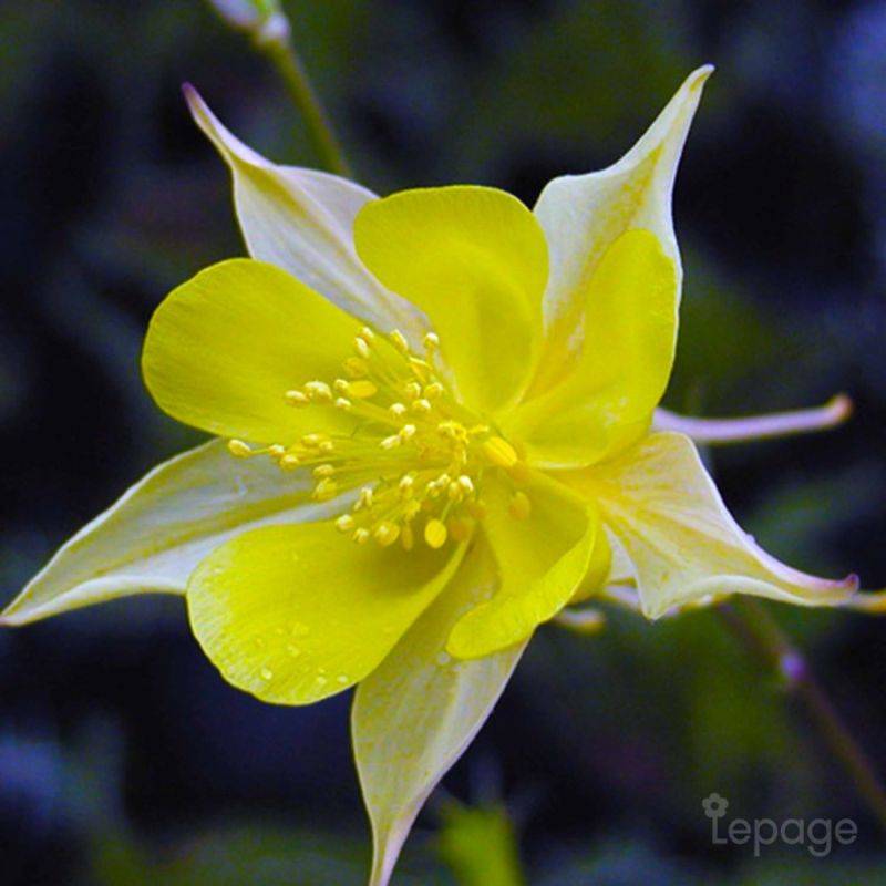 3 Ancolies Chrysanta 'Yellow Queen' (Aquilegia Chrysanta 'Yellow Queen') - Lot de 3 vivaces - Pépinières Naudet - Imagen 1
