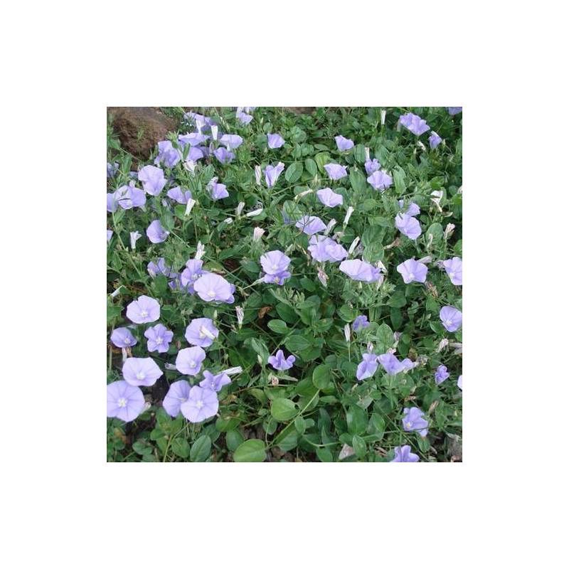 Liseron de Mauritanie, Convolvulus à fleurs Blanche/ - feuillage Persistant - Godet - 5/20 cm - Imagen 2