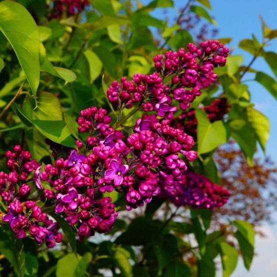Lilas Commun 'Charles Joly' (Syringa Vulgaris) - Godet 9cm - Pépinières Naudet - Image 1