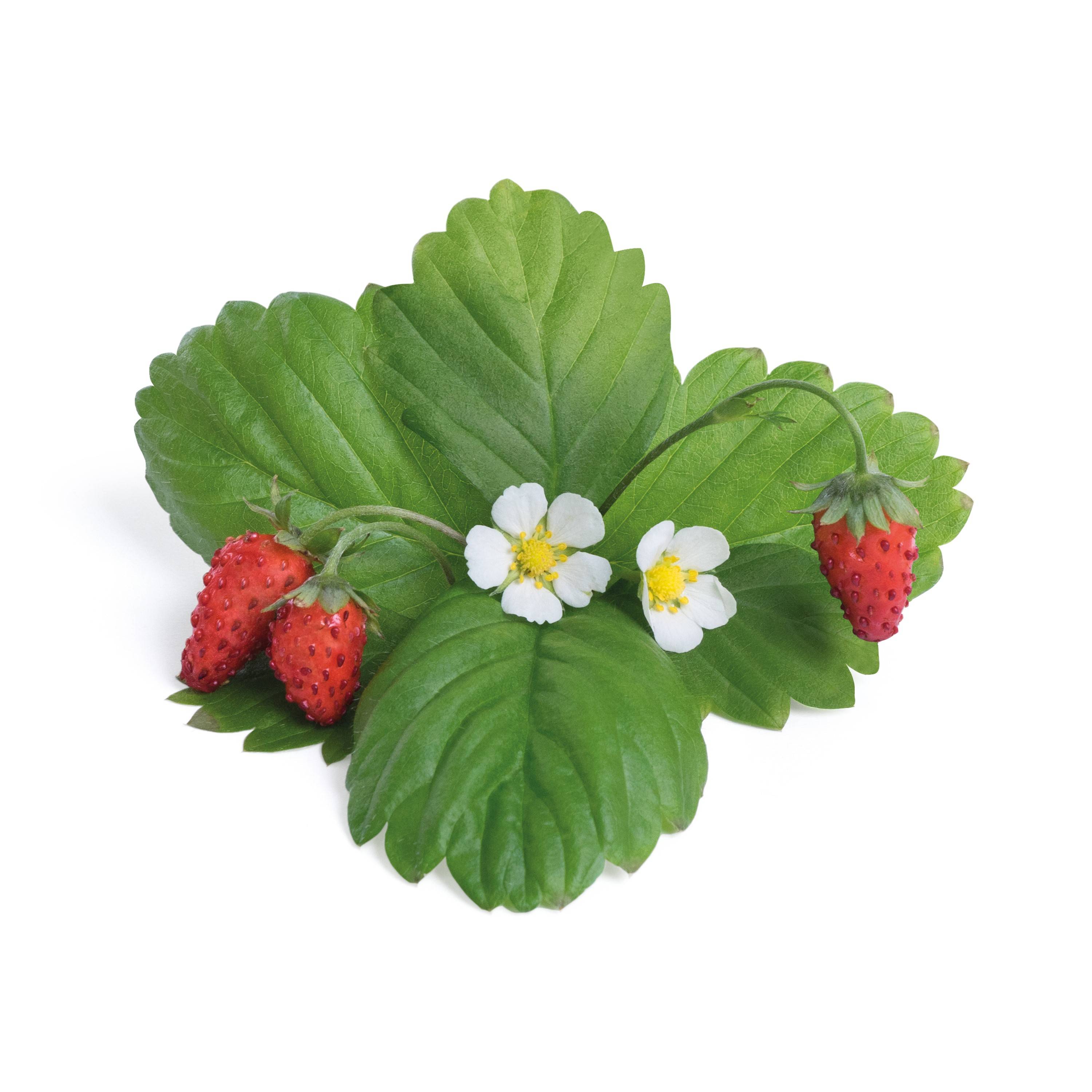 Veritable - Lingot Fraise des bois rouge - Recharge prête à l'emploi - Véritable - Imagen 2