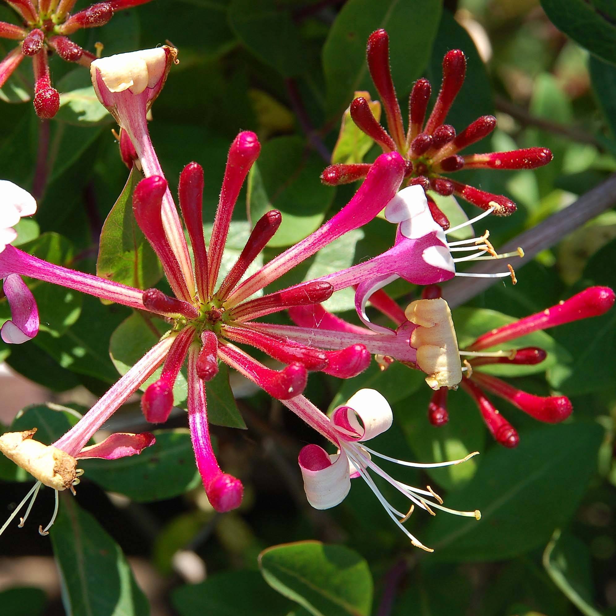 Promesse de Fleurs - Chèvrefeuille du Japon Red World - Lonicera japonica Pot de 2L/3L