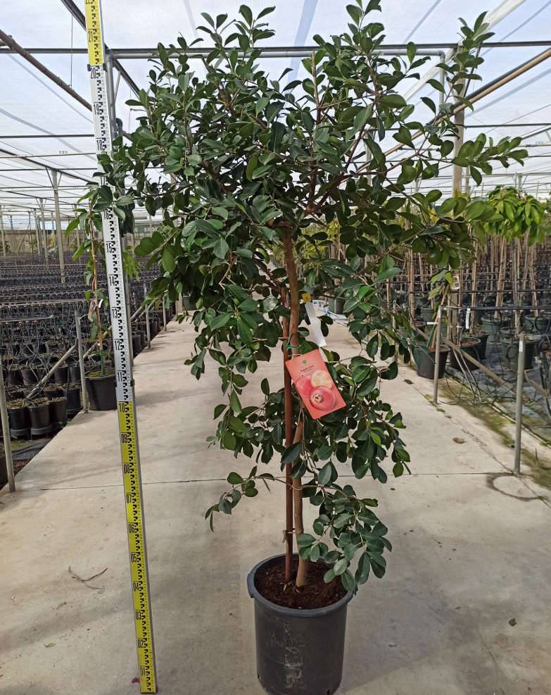 Sans Marque - Psidium Cattleianum (Goyavier de Chine et de Montevidéo) Couleur floraison:Blanc - Taille:Pot de 7 litres ? 100/120 cm - Imagen 3