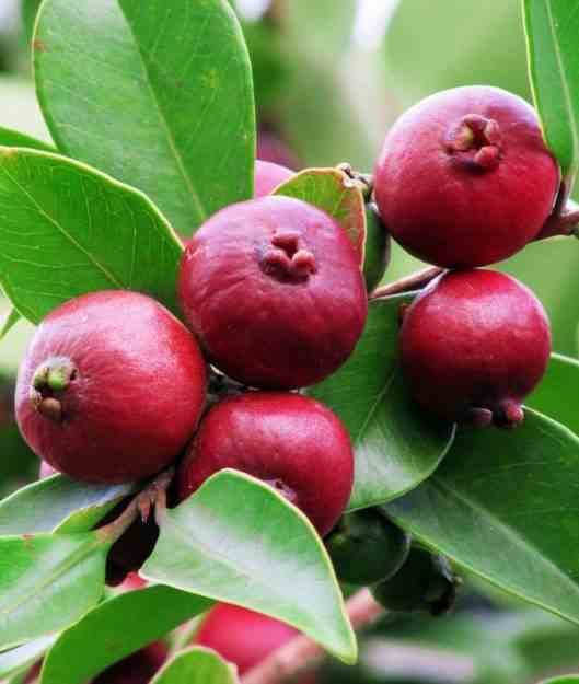 Sans Marque - Psidium Cattleianum (Goyavier de Chine et de Montevidéo) Couleur floraison:Blanc - Taille:Pot de 7 litres ? 100/120 cm - Imagen 2