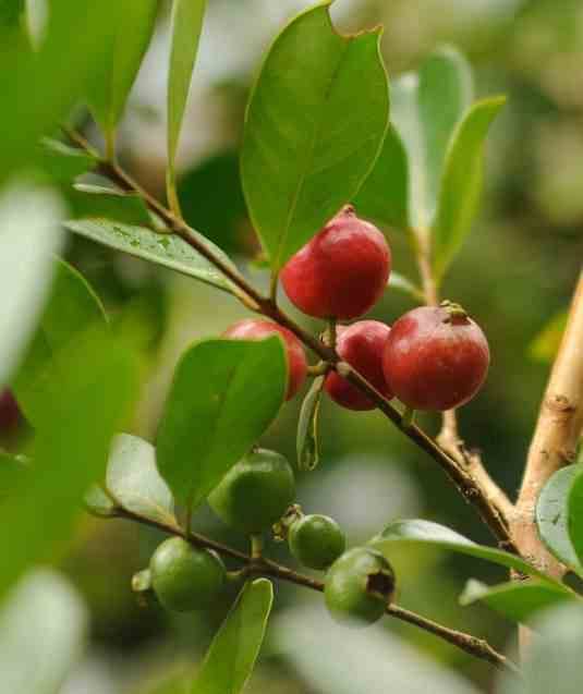 Sans Marque - Psidium Cattleianum (Goyavier de Chine et de Montevidéo) Couleur floraison:Blanc - Taille:Pot de 7 litres ? 100/120 cm - Imagen 1