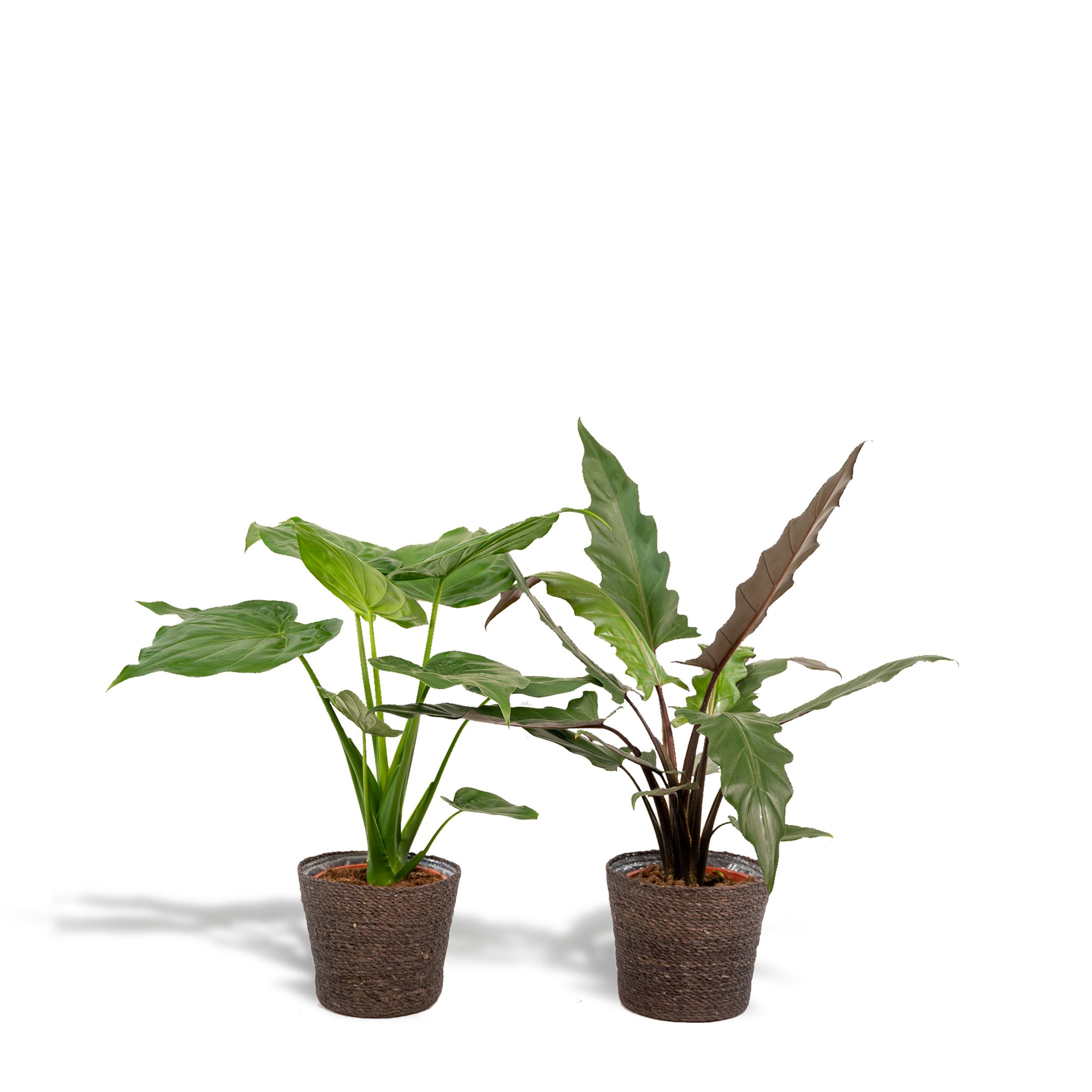 La Green Touch - Alocasia Lauterbachiana - Lot de 2 plantes - Coffret cadeau 80cm - Plante d'intérieur- La Green Touch - Imagen 1
