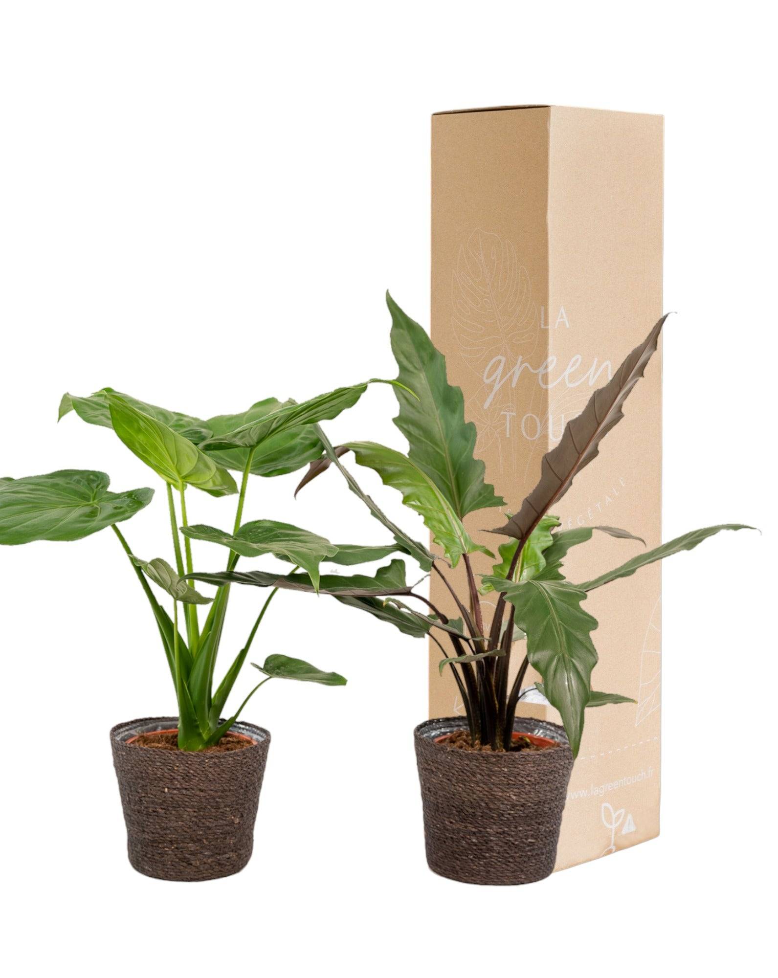 La Green Touch - Alocasia Lauterbachiana - Lot de 2 plantes - Coffret cadeau 80cm - Plante d'intérieur- La Green Touch - Imagen 2