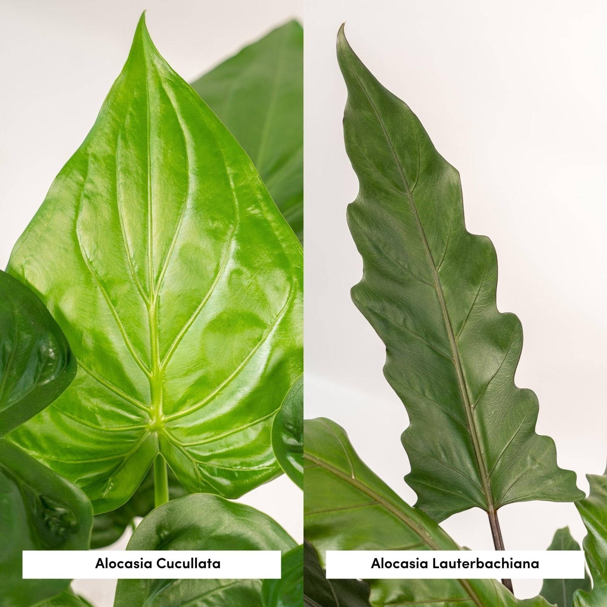 La Green Touch - Alocasia Lauterbachiana - Lot de 2 plantes - Coffret cadeau 80cm - Plante d'intérieur- La Green Touch - Imagen 5