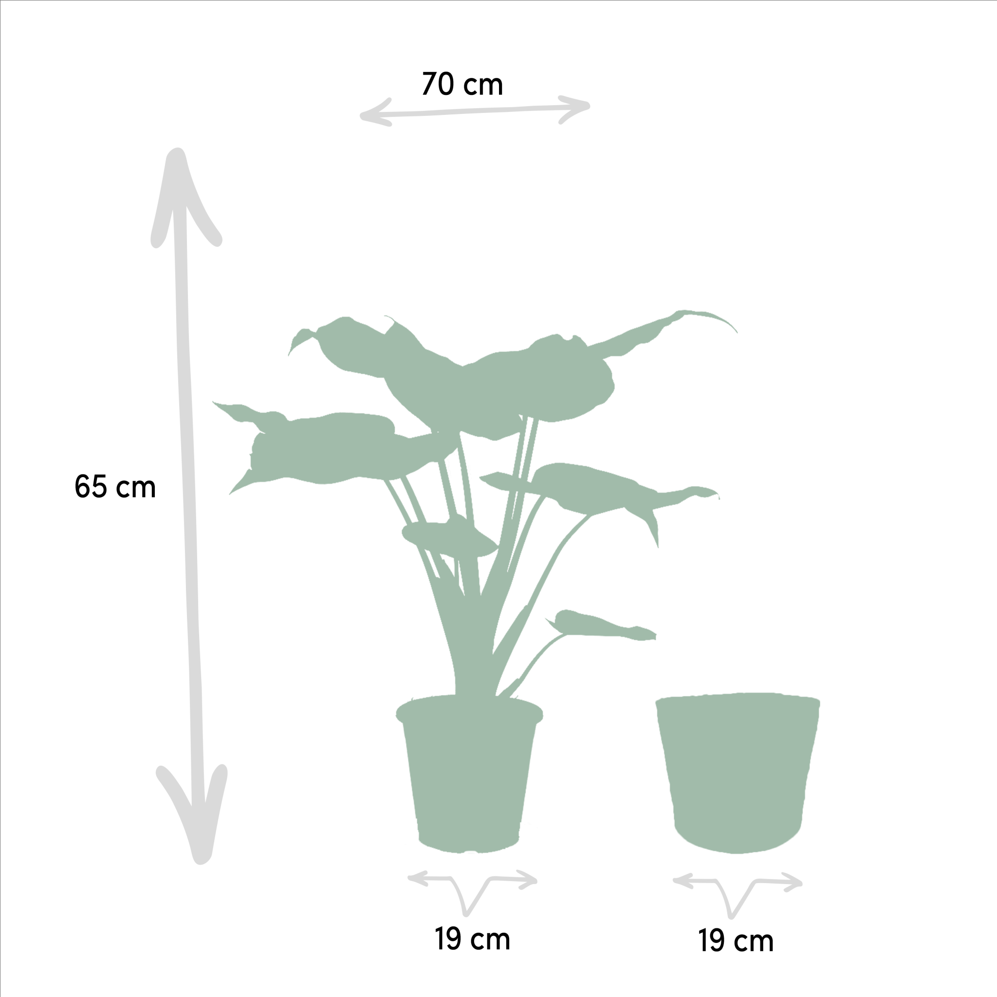 La Green Touch - Alocasia Lauterbachiana - Lot de 2 plantes - Coffret cadeau 80cm - Plante d'intérieur- La Green Touch - Imagen 6