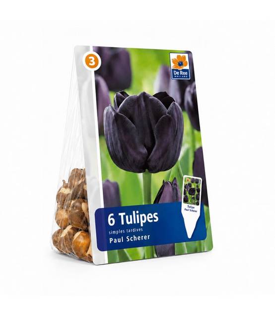 Tulipe Paul Sheerer Sgaravatti 6 bulbes noirs, floraison sombre et élégante pour massifs et bouquets - 617604 - Image 2