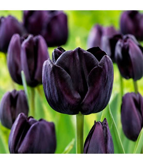 Tulipe Paul Sheerer Sgaravatti 6 bulbes noirs, floraison sombre et élégante pour massifs et bouquets - 617604 - Image 1