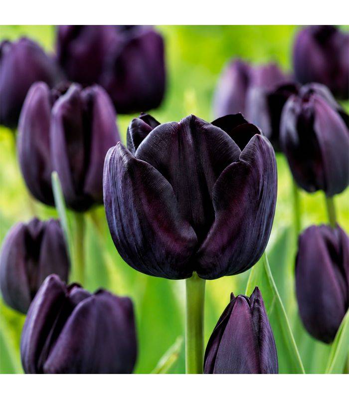 Tulipe Paul Sheerer Sgaravatti 6 bulbes noirs, floraison sombre et élégante pour massifs et bouquets - 617604 - Image 1