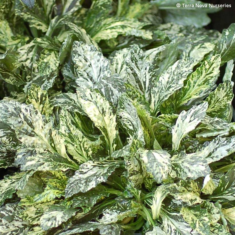 Promesse de Fleurs - Bugle rampante - Ajuga reptans Sparkler Pot de 2L/3L