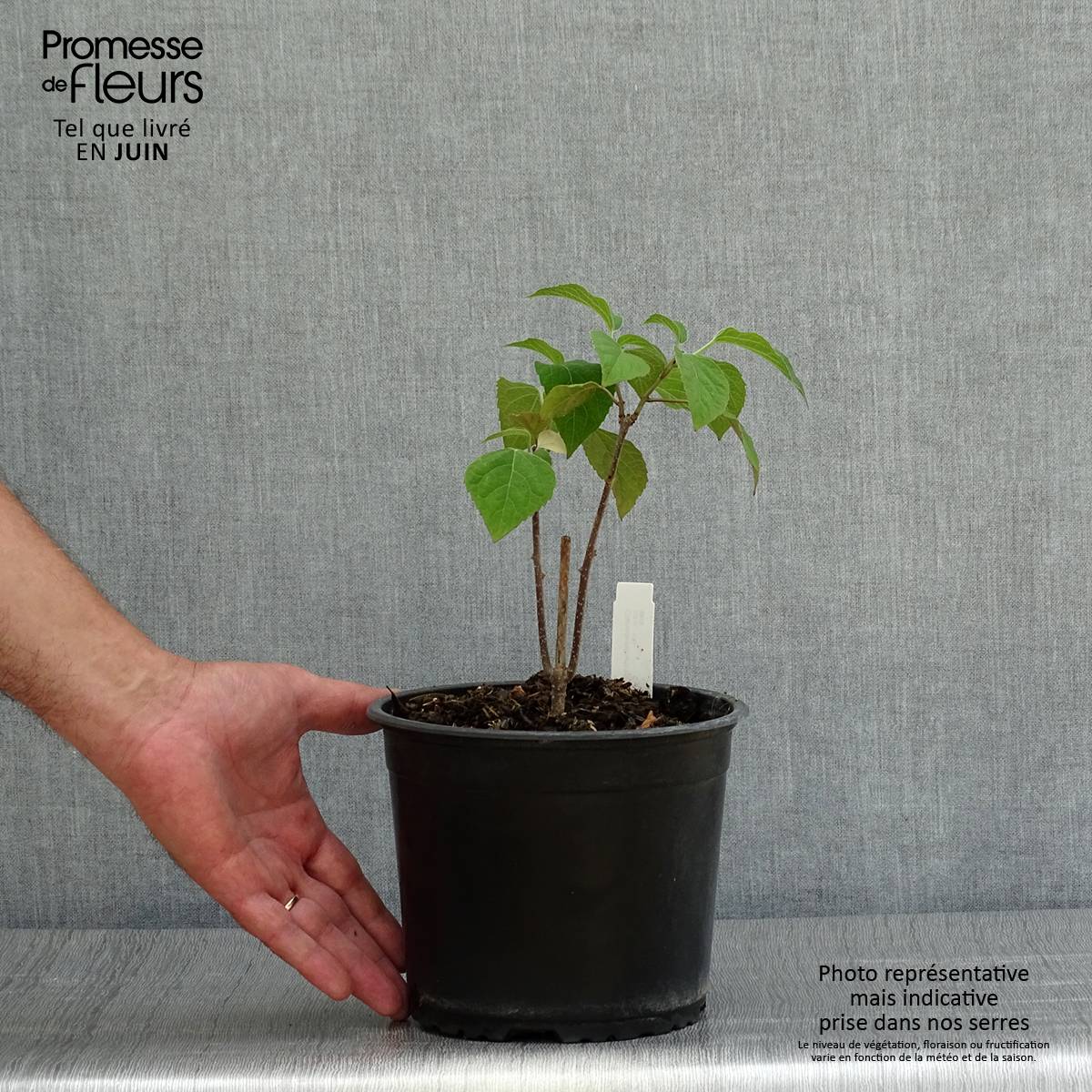 Arbre de la chance - Clerodendrum trichotomum, clérodendron Pot de 3L/4L - Imagen 2