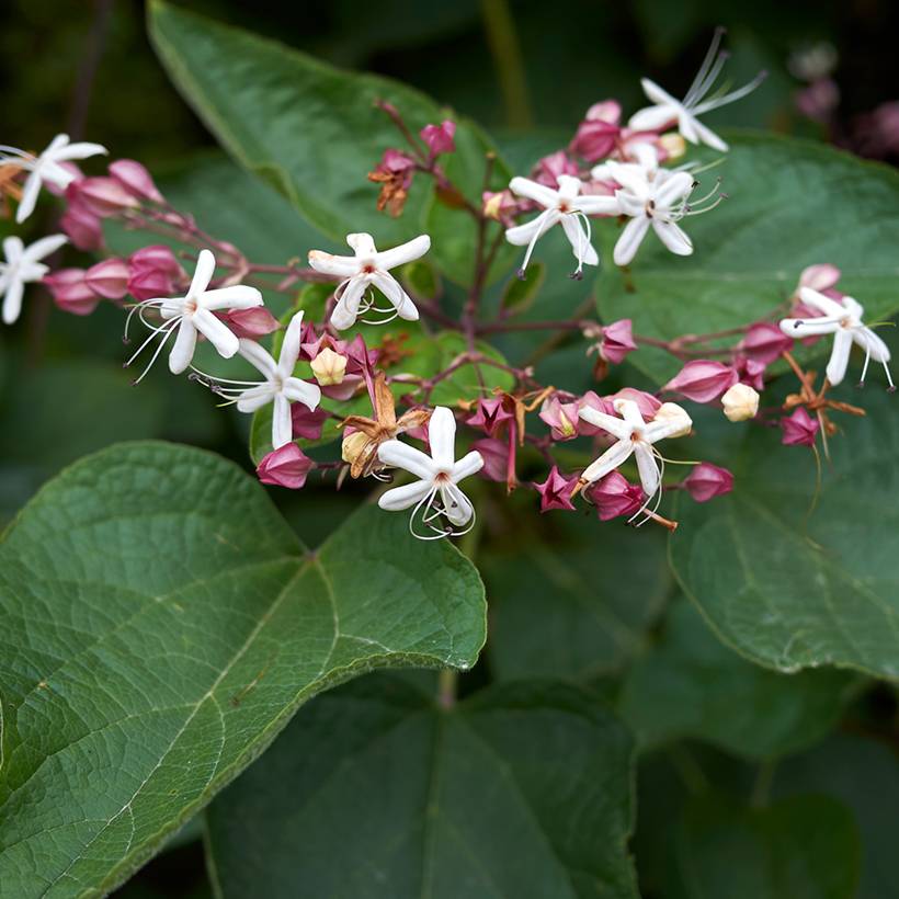 Arbre de la chance - Clerodendrum trichotomum, clérodendron Pot de 3L/4L - Imagen 1