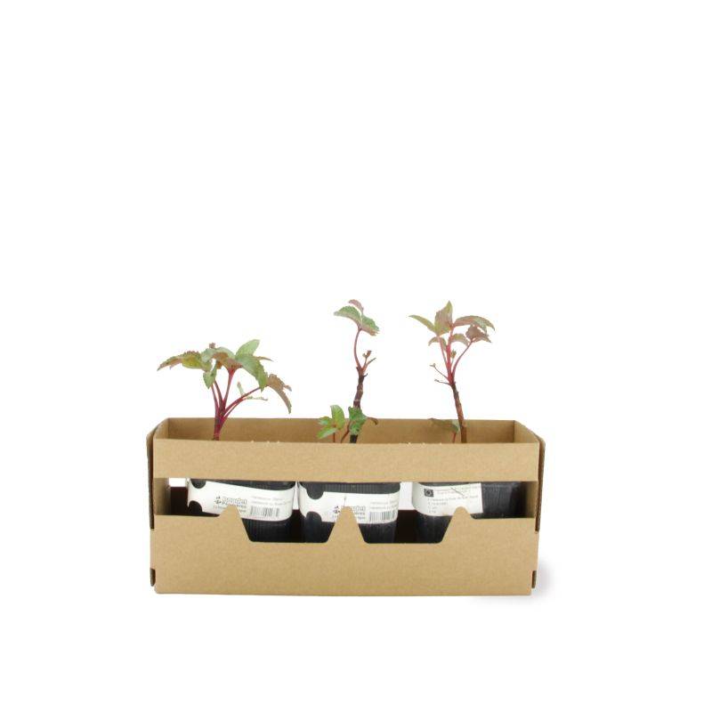 3 Hellébores de Stern (Helleborus 'Sternii') - Lot de 3 vivaces - Pépinières Naudet - Image 4