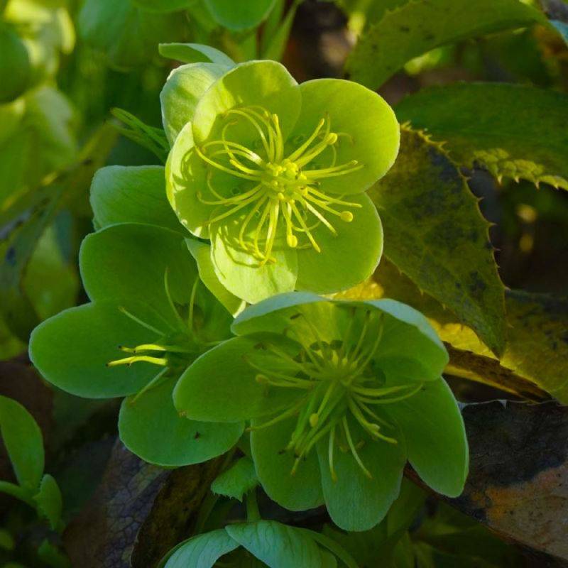 3 Hellébores de Stern (Helleborus 'Sternii') - Lot de 3 vivaces - Pépinières Naudet