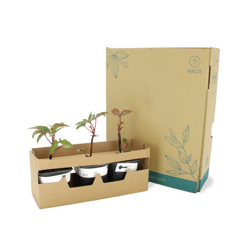 3 Hellébores de Stern (Helleborus 'Sternii') - Lot de 3 vivaces - Pépinières Naudet - Image 5