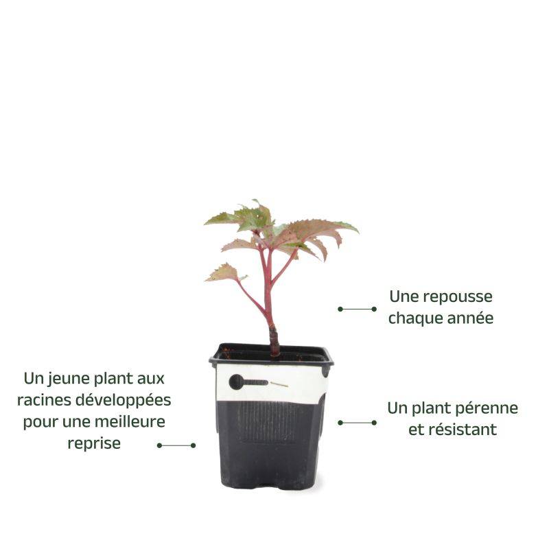 3 Hellébores de Stern (Helleborus 'Sternii') - Lot de 3 vivaces - Pépinières Naudet - Image 3
