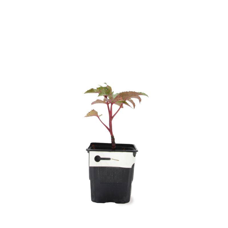 3 Hellébores de Stern (Helleborus 'Sternii') - Lot de 3 vivaces - Pépinières Naudet - Image 2