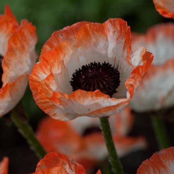 Pavot d'Orient Picotee - Papaver orientale Godet de 8/9 cm
