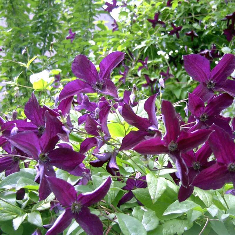 Clématite viticella Black Prince à fleurs Violette - feuillage Caduc - Pot de 2L - Tuteur bambou 60/90 cm-  hauteur à maturité De 3,00 m à 5,00 m - Imagen 6