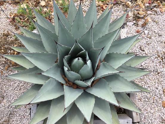 Sans Marque - Agave americana cv. Havardiana Pot de 5 litres - Image 2