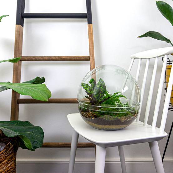Kit Terrarium Diy - D30 H30cm - Image 2