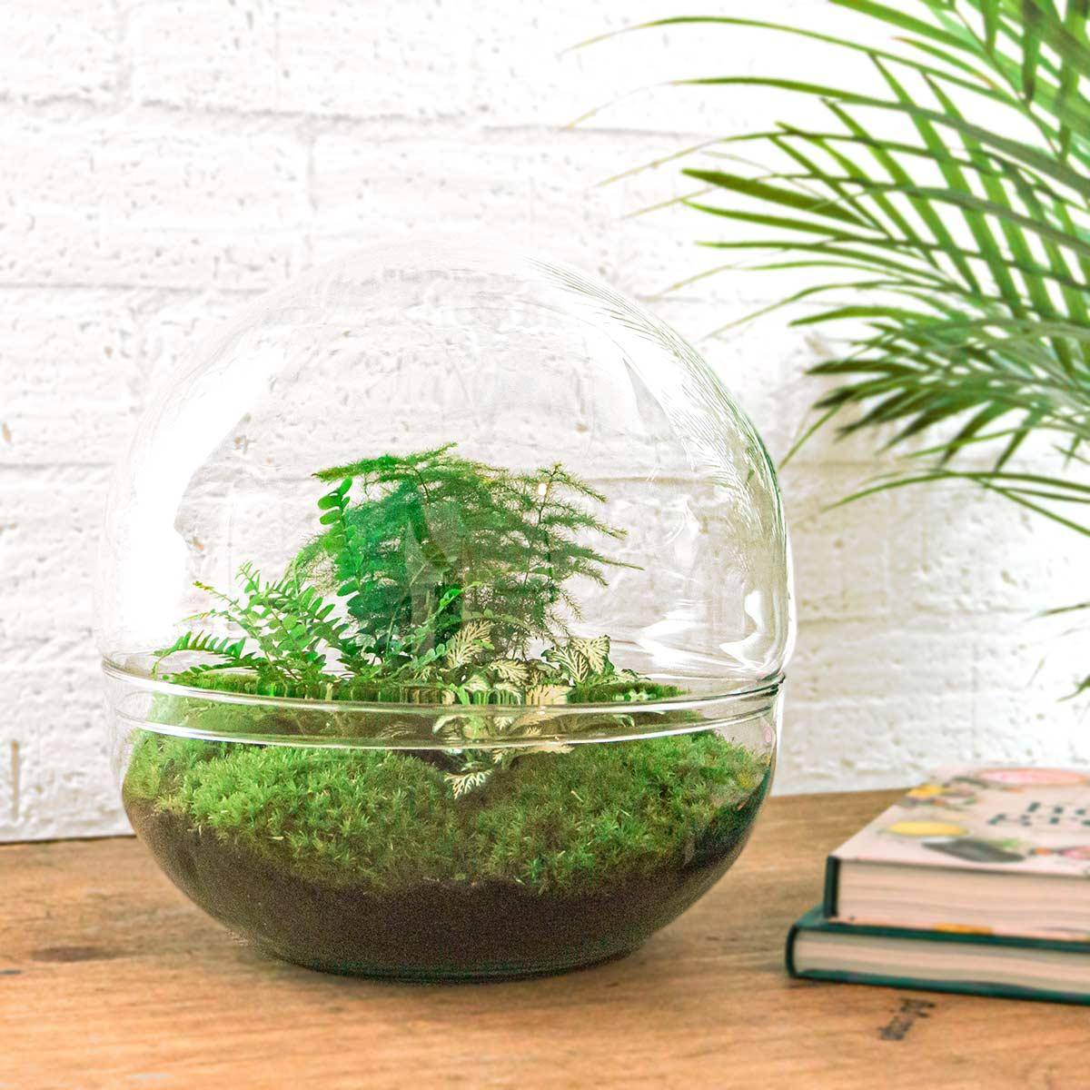 Kit Terrarium Diy - D30 H30cm - Image 3