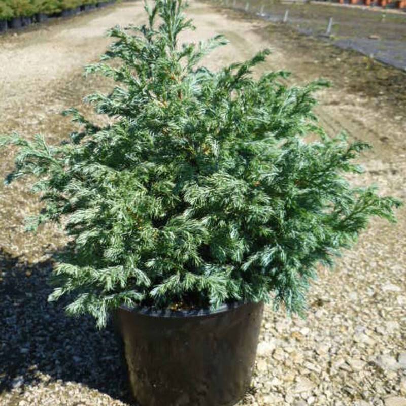 Cyprès Sawara Boulevard, Chamaecyparis pisifera - Pot de 7,5L - 40/60 cm - Imagen 2