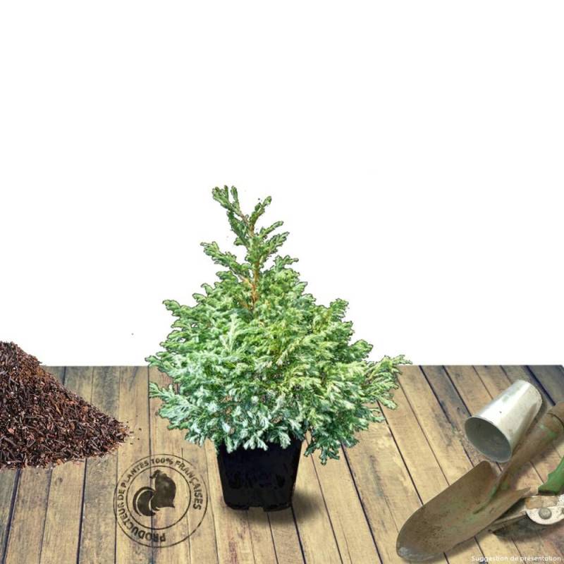 Cyprès Sawara Boulevard, Chamaecyparis pisifera - Pot de 7,5L - 40/60 cm - Imagen 7