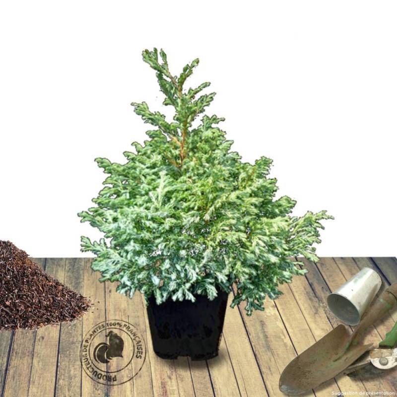 Cyprès Sawara Boulevard, Chamaecyparis pisifera - Pot de 7,5L - 40/60 cm - Imagen 8