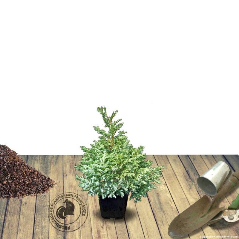 Cyprès Sawara Boulevard, Chamaecyparis pisifera - Pot de 7,5L - 40/60 cm - Imagen 6