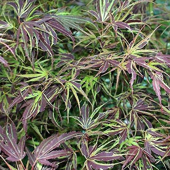 Promesse de Fleurs - Érable du Japon Manyo-No-Sato - Acer palmatum Pot de 4L/5L - Image 1