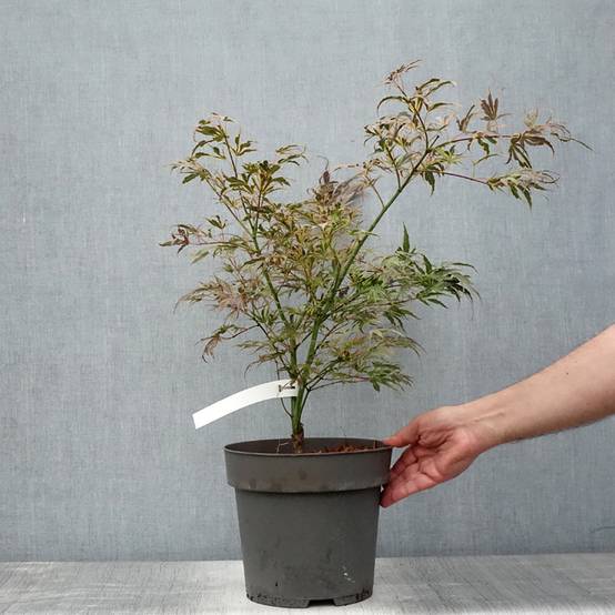 Promesse de Fleurs - Érable du Japon Manyo-No-Sato - Acer palmatum Pot de 4L/5L - Image 2