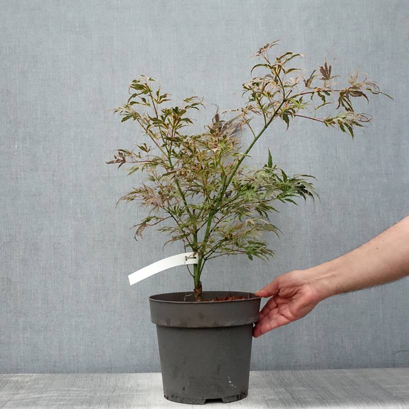Promesse de Fleurs - Érable du Japon Manyo-No-Sato - Acer palmatum Pot de 4L/5L - Image 2