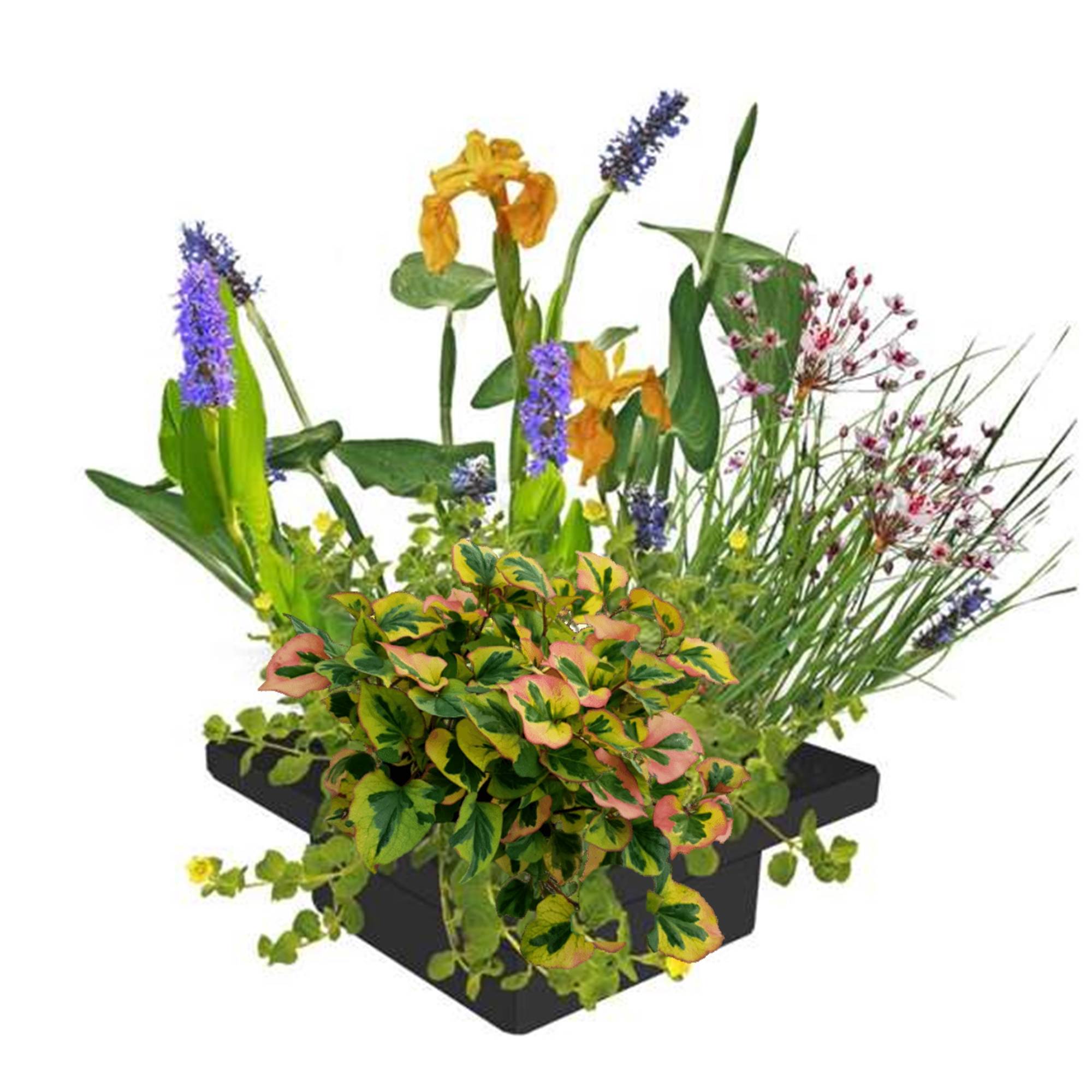 0 - Île de Plantes Bassin - 4 Variétés de Plantes - 25x25 cm