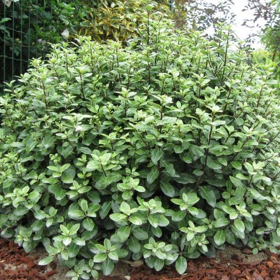 Pittosporum Golf Ball, Pittospore - Pot de 7,5L - 60/80 cm - Image 1