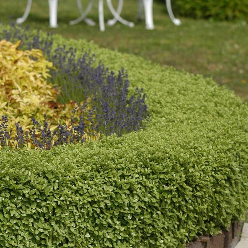 Pittosporum Golf Ball, Pittospore - Pot de 7,5L - 60/80 cm - Image 8